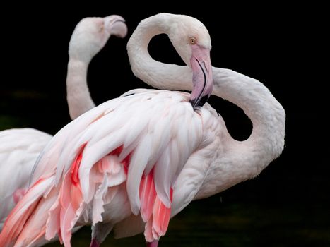 Greater Flamingo - Phoenicopterus roseus bended neck