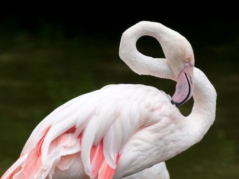 Greater Flamingo - Phoenicopterus roseus closeup bended neck