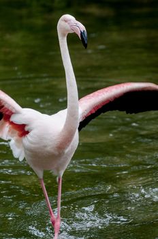 Greater Flamingo - Phoenicopterus roseus dancing