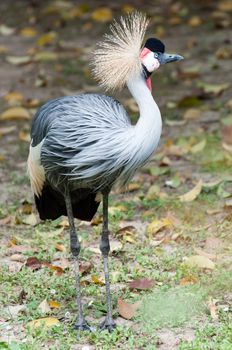 Grey crowned crane - Balearica regulorum standing side view