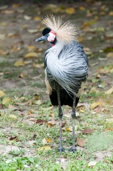 Balearica regulorum - Grey crowned crane standing