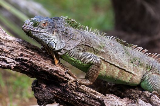 Common green iguana on a wood closeup