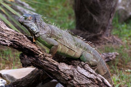 Common green iguana on a wood ful body