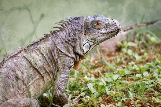 Common green iguana on zoo portrait