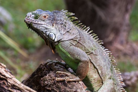 Common green iguana portrait half body