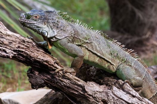 Common green iguana walking on a wood closer