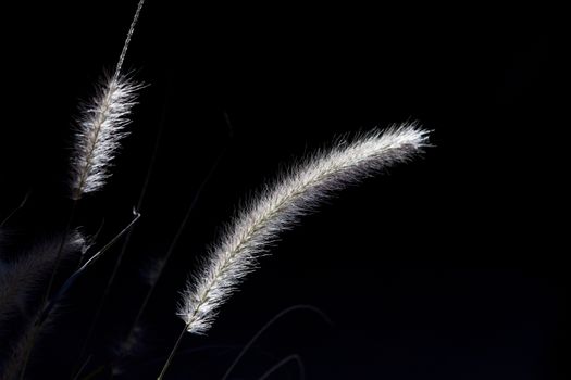 Sunlight on grass tassels  with shade behind create natural image of luminous grass on black.  Copy space available.  Location is Albuquerque New Mexico in its Old Town district.   