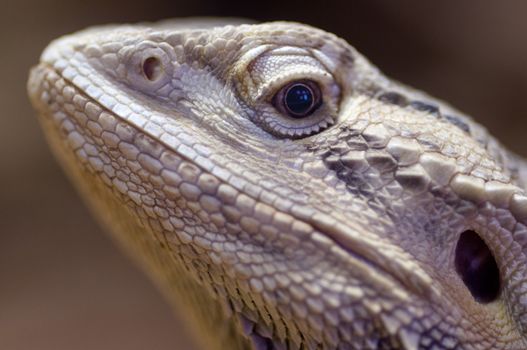 Bearded dragon - Pogona vitticeps closeup head watching you