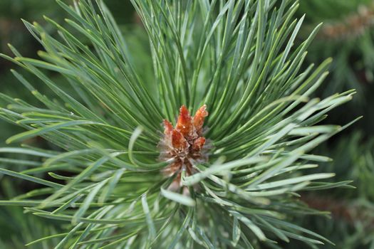 Pine tree branch with details.
