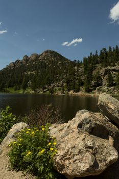 Rocks and flowers in foreground of Lily Lake in Colorado's Rocky Mountains along Peak to Peak Highway, a National Scenic Byway.  Copy space available on vertical image.  
