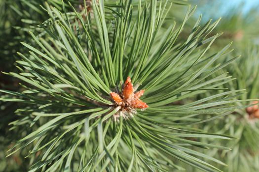 Pine tree branch with details.