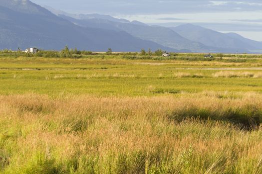 Autumn view across golden marsh grasses of Potter Marsh, an important birding refuge, in Anchorage, Alaska.  