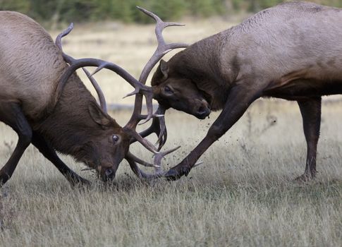 Two North American elk battle in fierce rut season.  Location is Alberta province in Banff, Canada.  Wildlife viewing is tourism attraction in town and national park.  