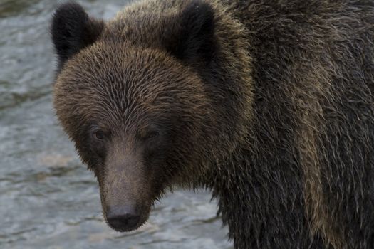 Beautiful, damp grizzly bear turns in currents of Hannah Creek in British Columbia.  Location is on Cassiar Highway near Stewart during Canada's annual salmon run.  