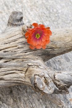 Wild hedgehog cactus blossom placed on gnarled saguaro rib and stone travertine