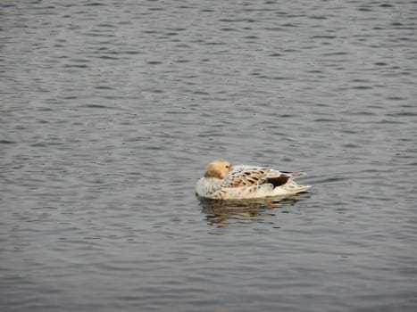 Mallard duck Anas platyrhynchos, born of an albino, floating on the lake in Gatchina park.







&lt;font&gt;&lt;font&gt;Нажмите, чтобы редактировать&lt;/font&gt;&lt;/font&gt;