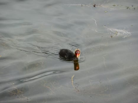 Chicken Little Duckling (Fulica atra), floating on the lake in a park in Gatchina, Russia.







Chicken Little Duckling water, floating on the lake in a park in Gatchina, Russia.