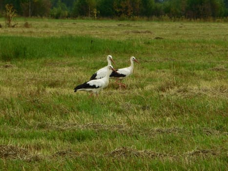 Three storks (Ciconia alba) go on the field in the Pskov region of Russia