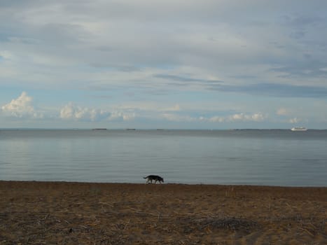 Lonely dog running along the shore of the Gulf of Finland in the Leningrad Region, Russia.