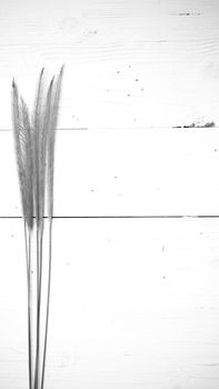 wheat on white table black and white color