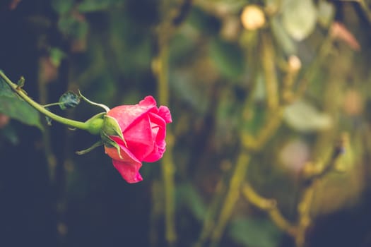 Roses in the garden filtered, Roses are beautiful with a beautiful sunny day.