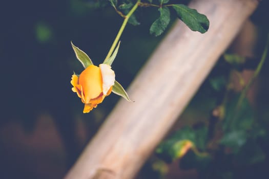 Roses in the garden filtered, Roses are beautiful with a beautiful sunny day.