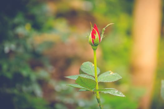 Roses in the garden filtered, Roses are beautiful with a beautiful sunny day.