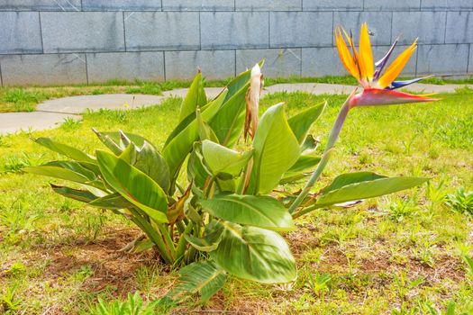 Strelitzia, crane flower, bird of paradise