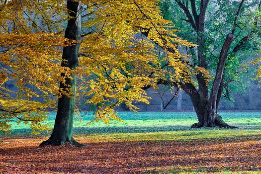 The leafy forest in the morning sunshine