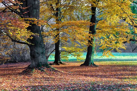 The leafy forest in the morning sunshine