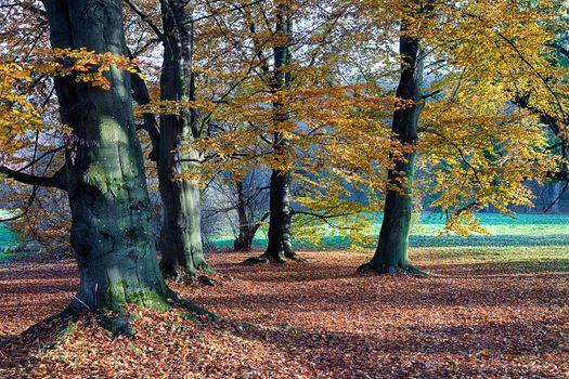 The leafy forest in the morning sunshine