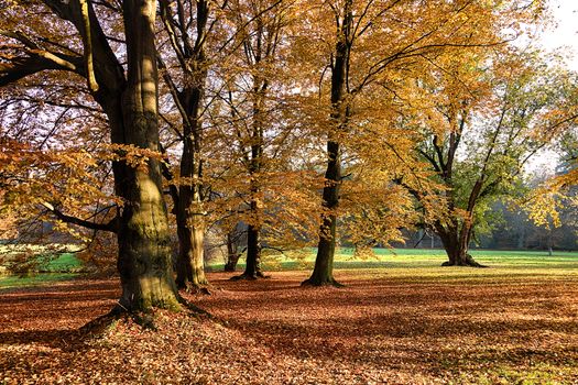 The leafy forest in the morning sunshine