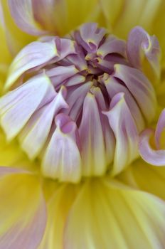 White, yellow and purple Dahlia in the garden