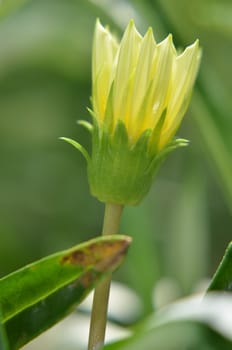 Solitary yellow flower bud in the garden shined at sun