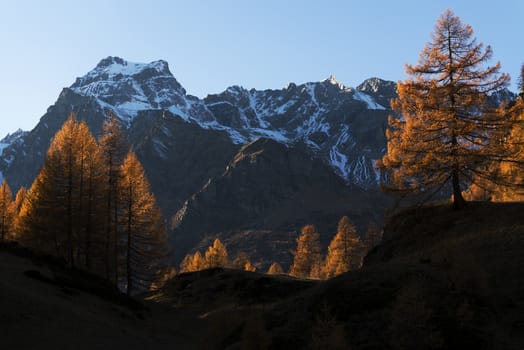 Autumn colors at the Devero Alp in a beautiful sunset with last ray of light on the larches, Piedmont - Italy