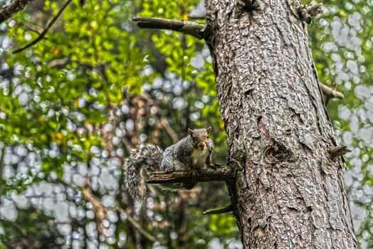 Squirrel on the plant in autum season at the park