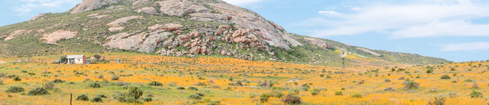 A farm covered with orange daisies between  Soebatsfontein and Wallekraal in the Northern Cape Province of South Africa