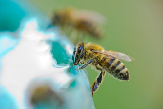 Bees drinking water on a hot summer day