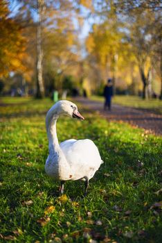 Image of a swan in a park in autumn