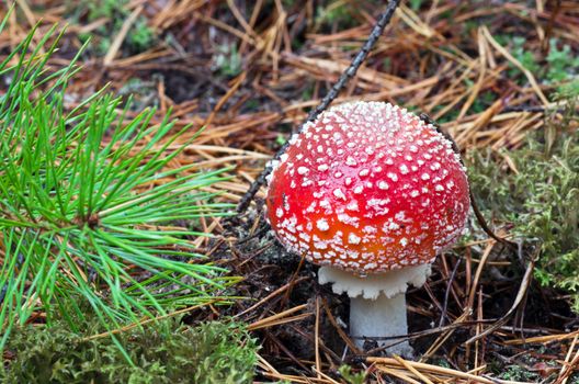 Beautiful mushroom amanita with a red hat and white speckled growing in the grass in the forest