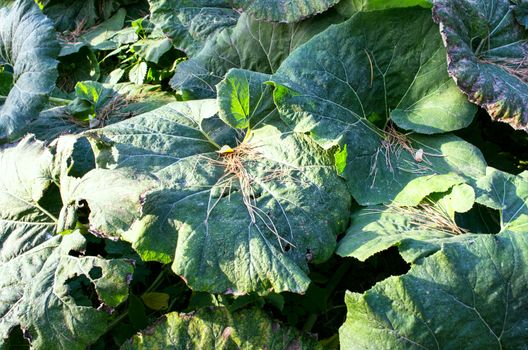 big green leaves of burdock