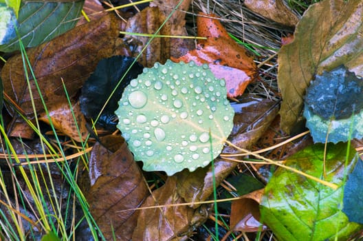 Fallen autumn leaves with water drops