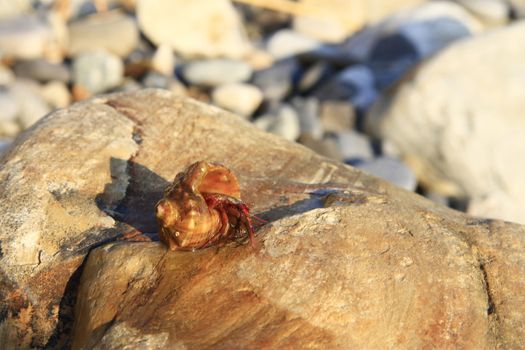 Hermit Crab inside а smalll sea snail shell on the stone on the shore