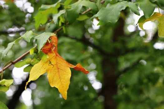 Green and yellow leaves on the branch in the autumn forest