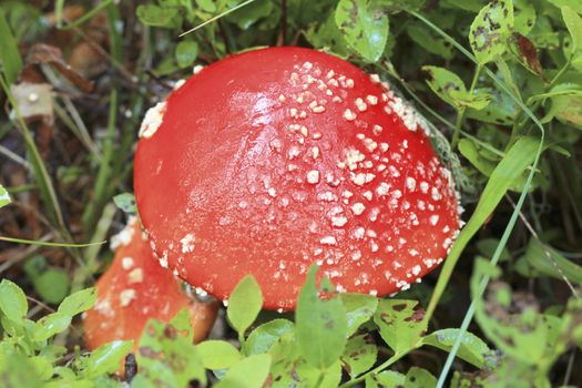 Red toadstool mushroom growing in autumnal forest