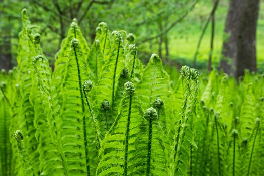 Background of young ferns in the forest