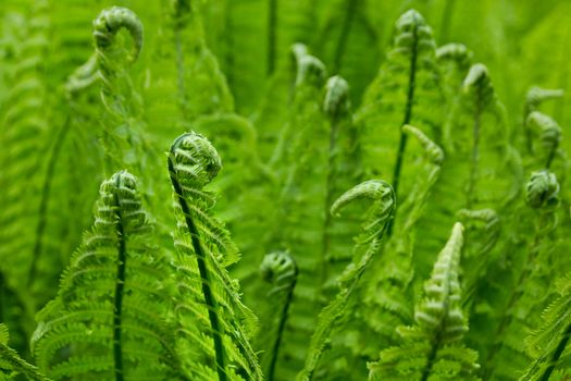 Background of young ferns in the forest