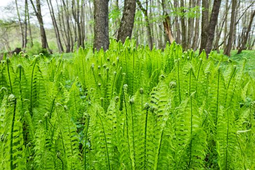 Background of young ferns in the forest