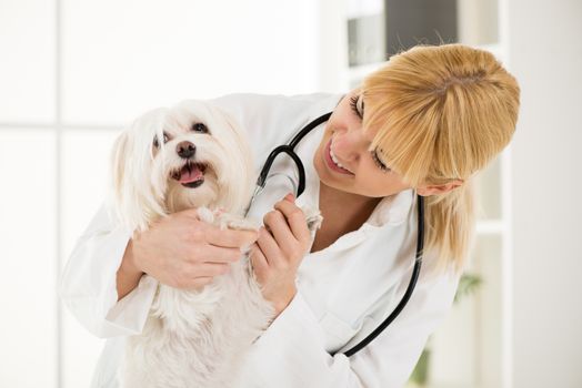 Young female veterinary holding a maltese dog at the doctor's office