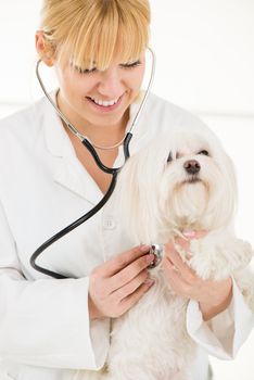 Young female veterinary examining a maltese dog at the doctor's office